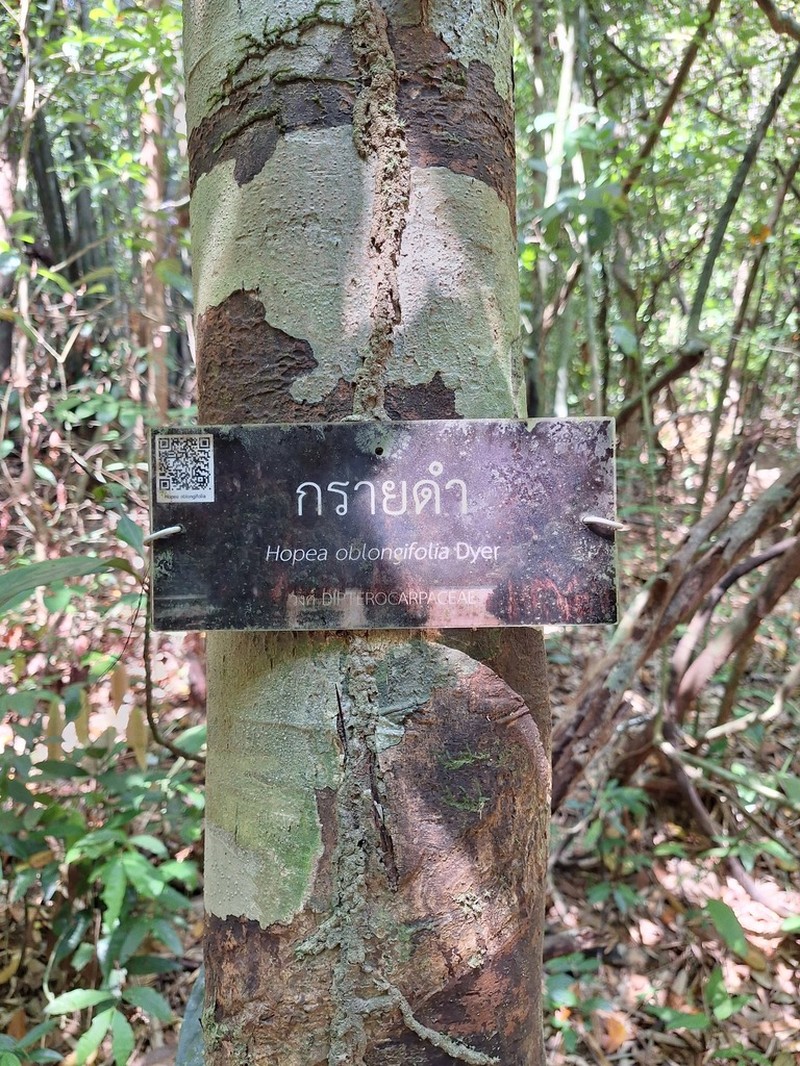 Hopea oblongifolia photo 3