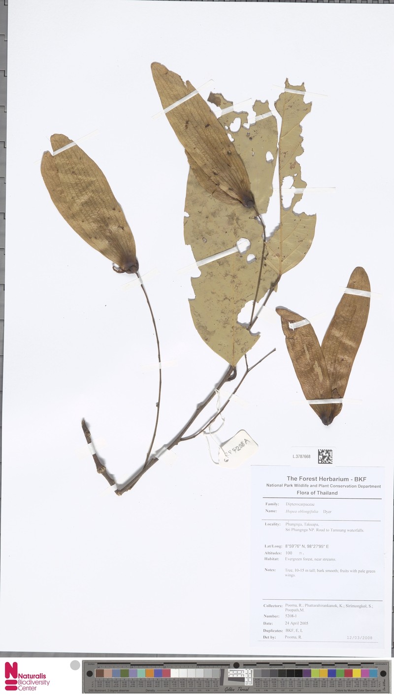 Hopea oblongifolia photo 4