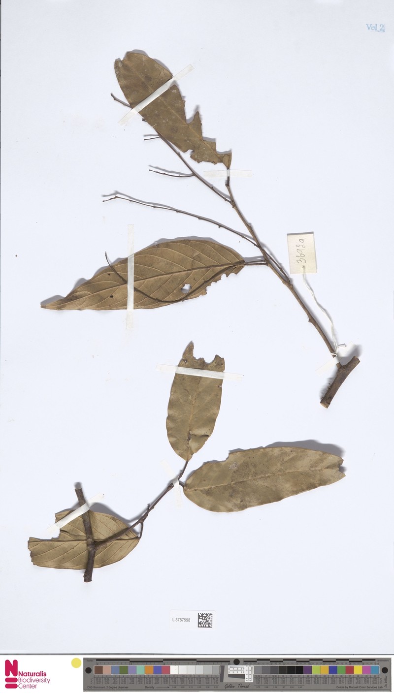 Hopea oblongifolia photo 5