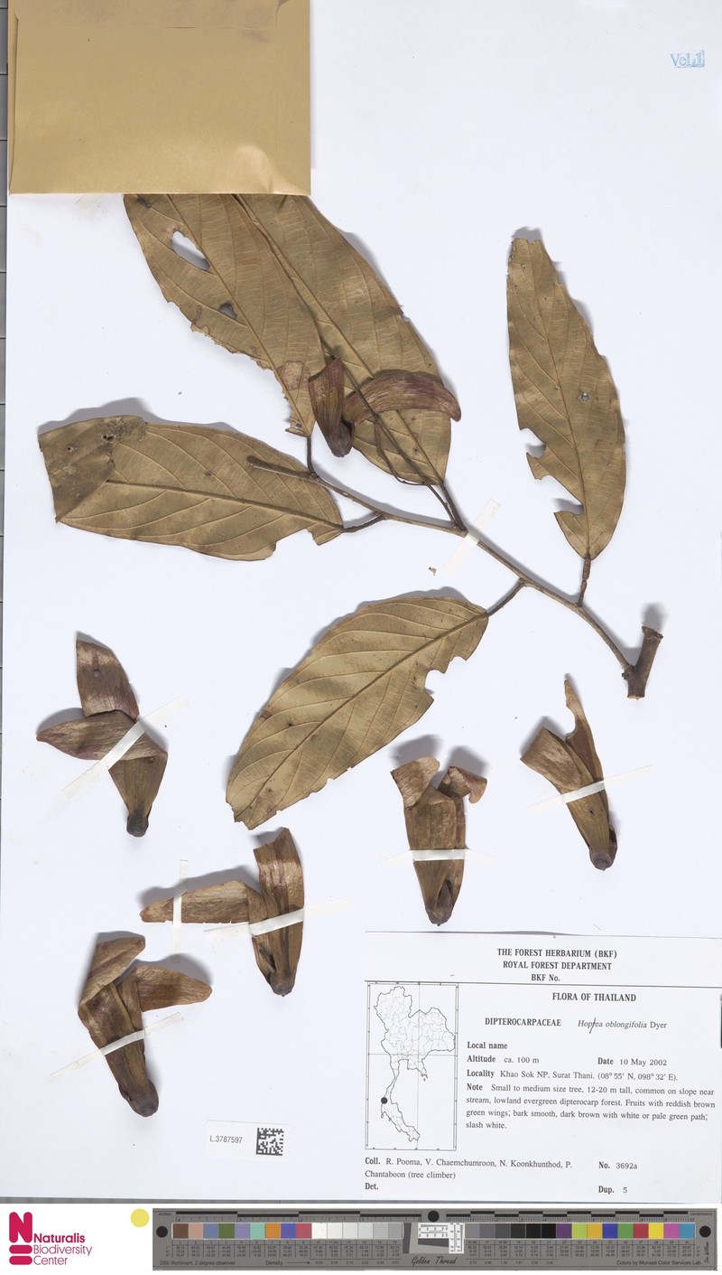 Hopea oblongifolia photo 6