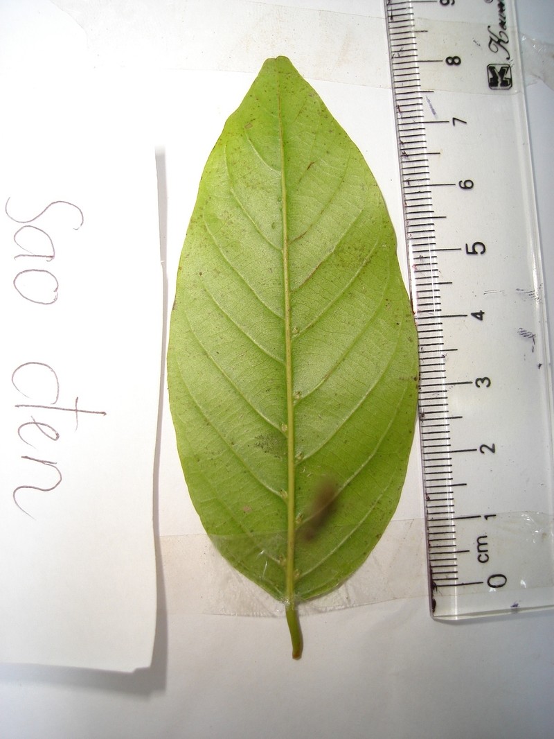 Hopea odorata photo 2
