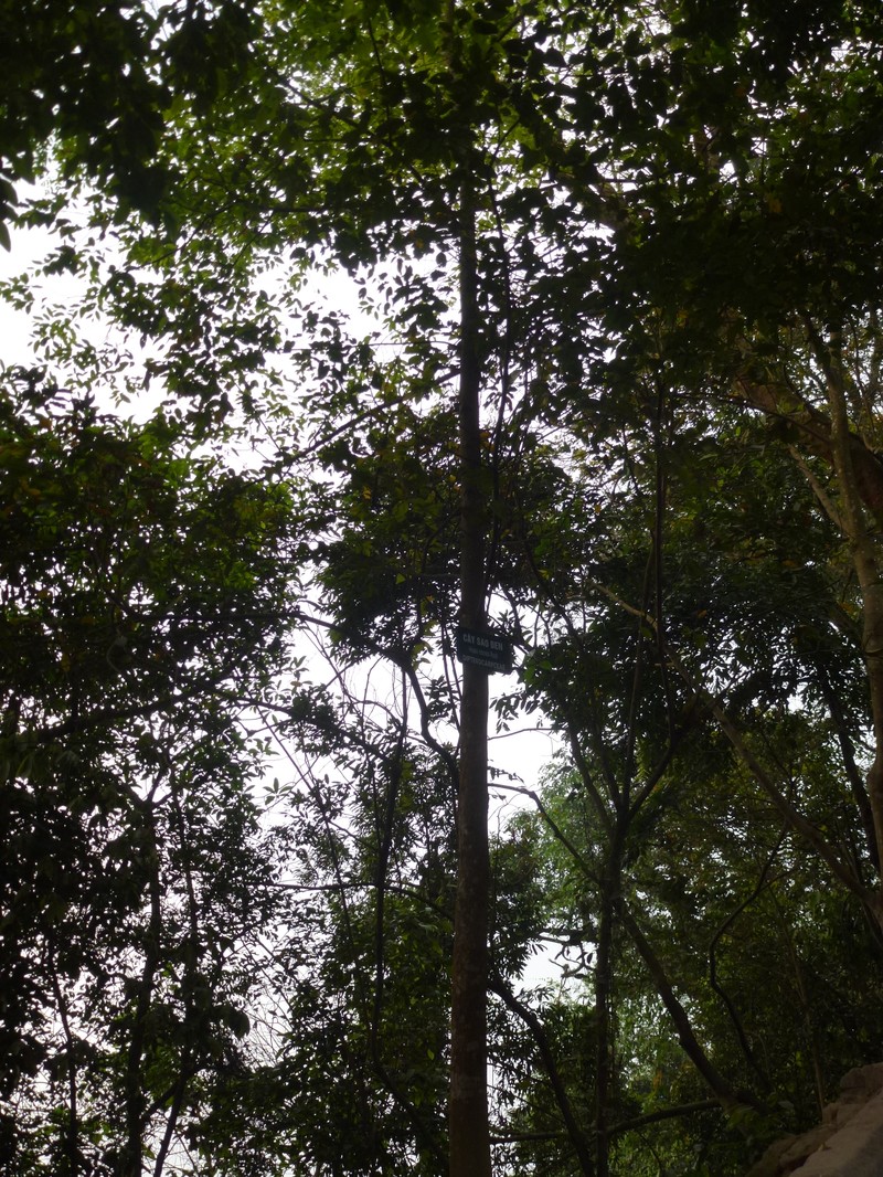 Hopea odorata photo 3