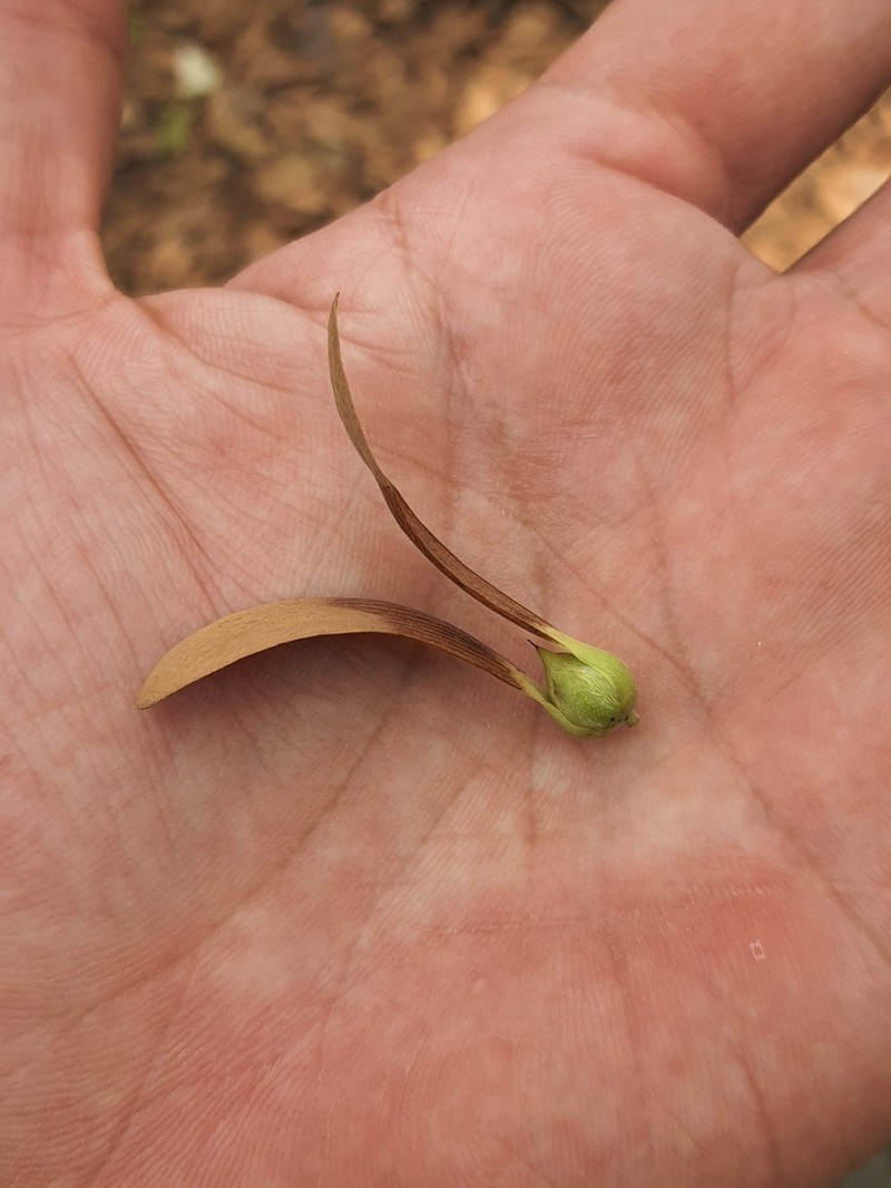 Hopea odorata photo 4