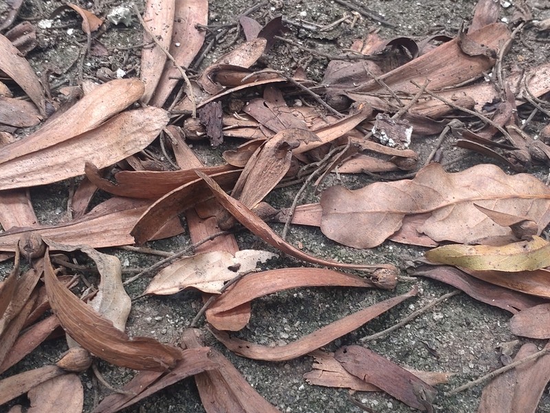 Hopea odorata photo 5