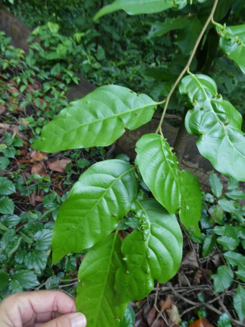 Hopea odorata photo 6
