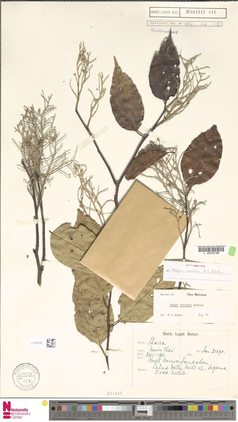 Hopea ovoidea