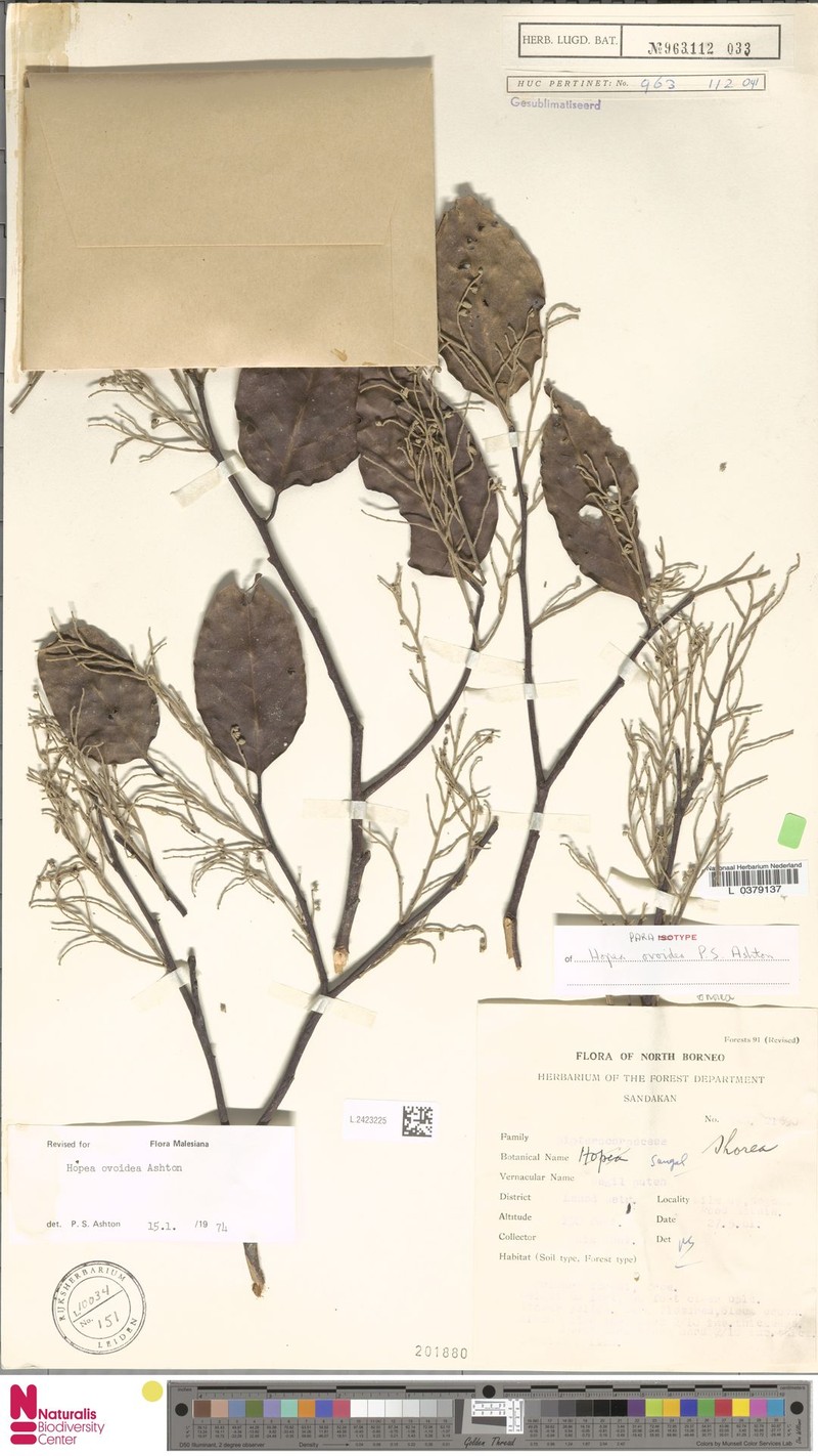 Hopea ovoidea photo 2