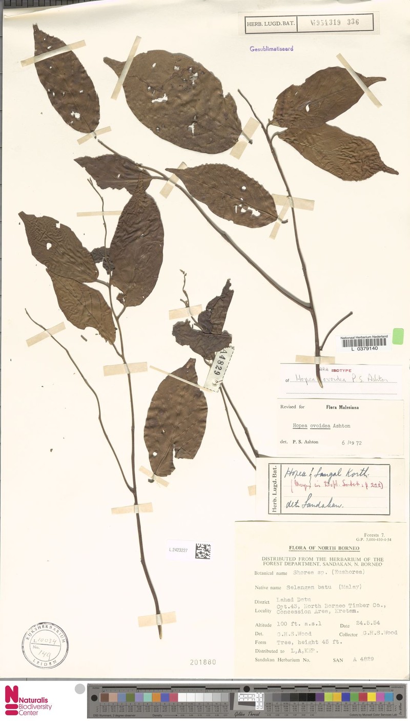 Hopea ovoidea photo 3