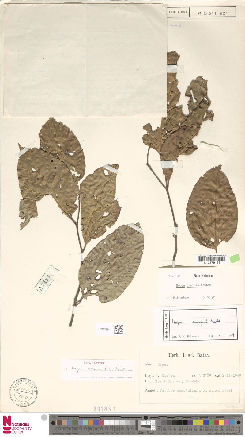 Hopea ovoidea photo 4