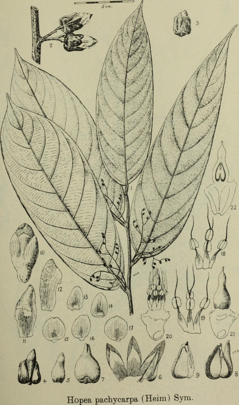 Hopea pachycarpa