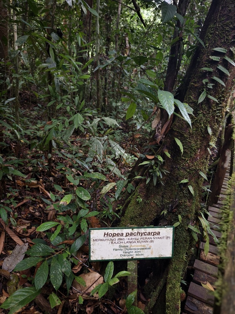 Hopea pachycarpa photo 2