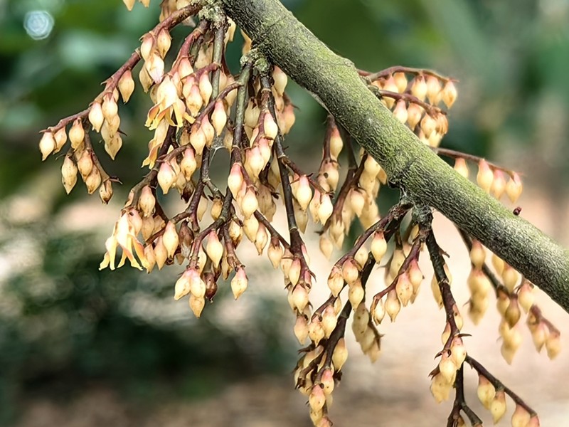 Hopea pachycarpa photo 3