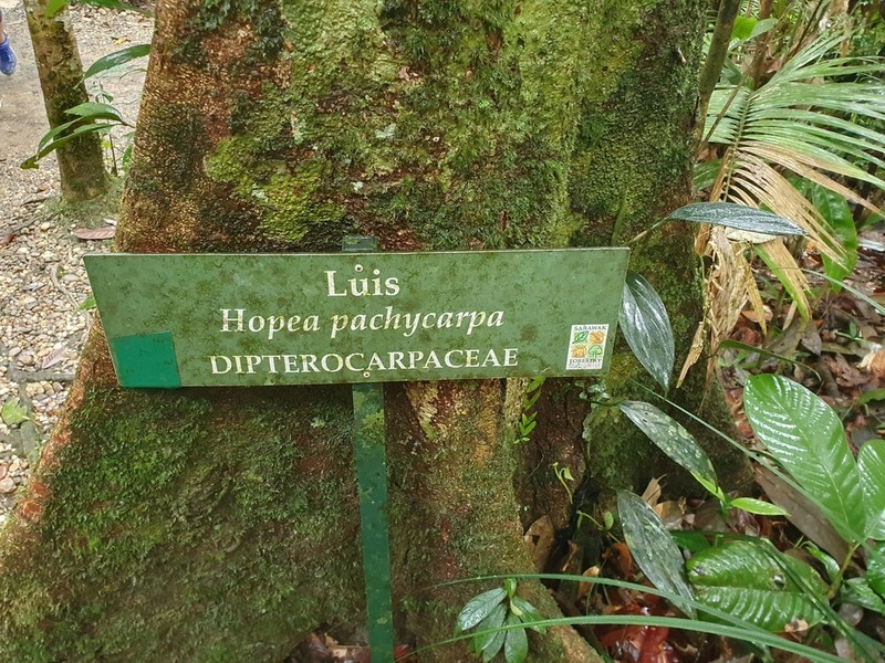 Hopea pachycarpa photo 4
