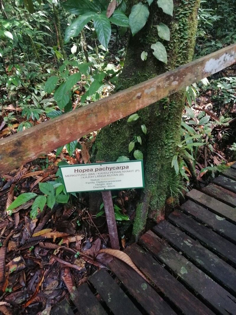 Hopea pachycarpa photo 5