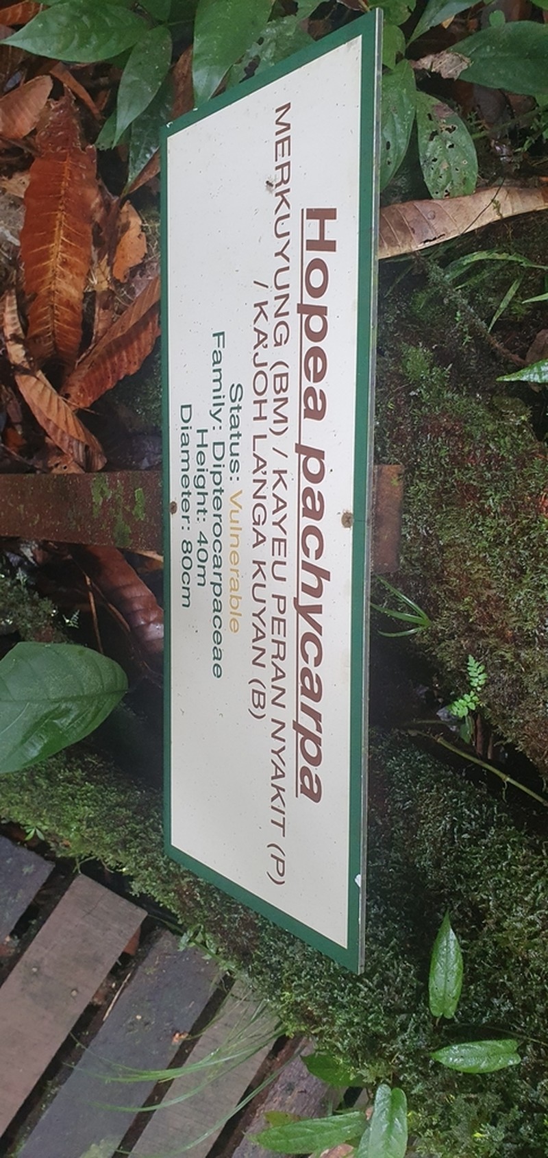 Hopea pachycarpa photo 6