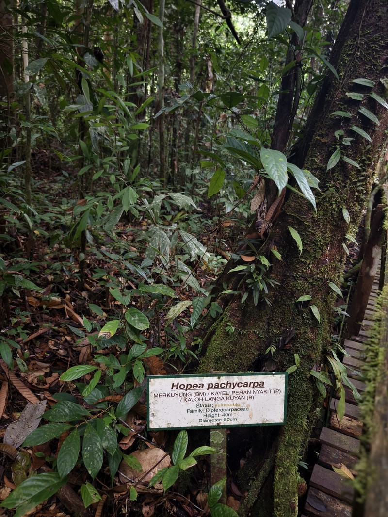 Hopea pachycarpa photo 7