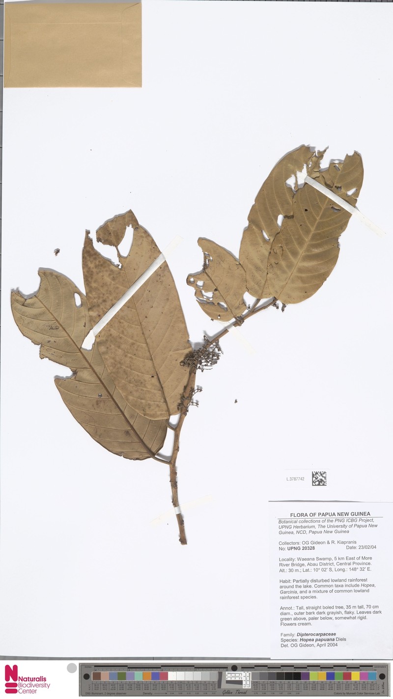 Hopea papuana
