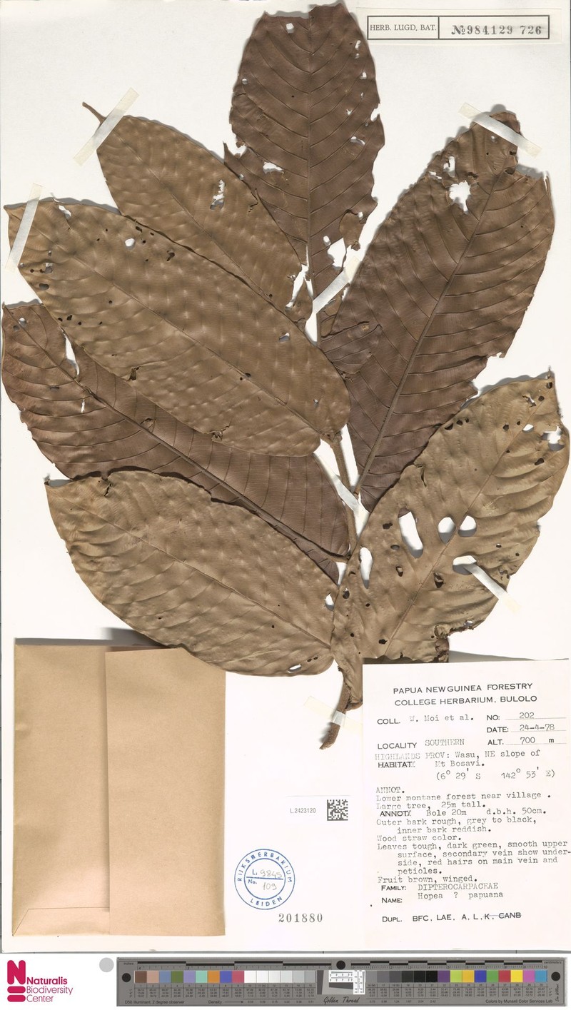 Hopea papuana photo 2