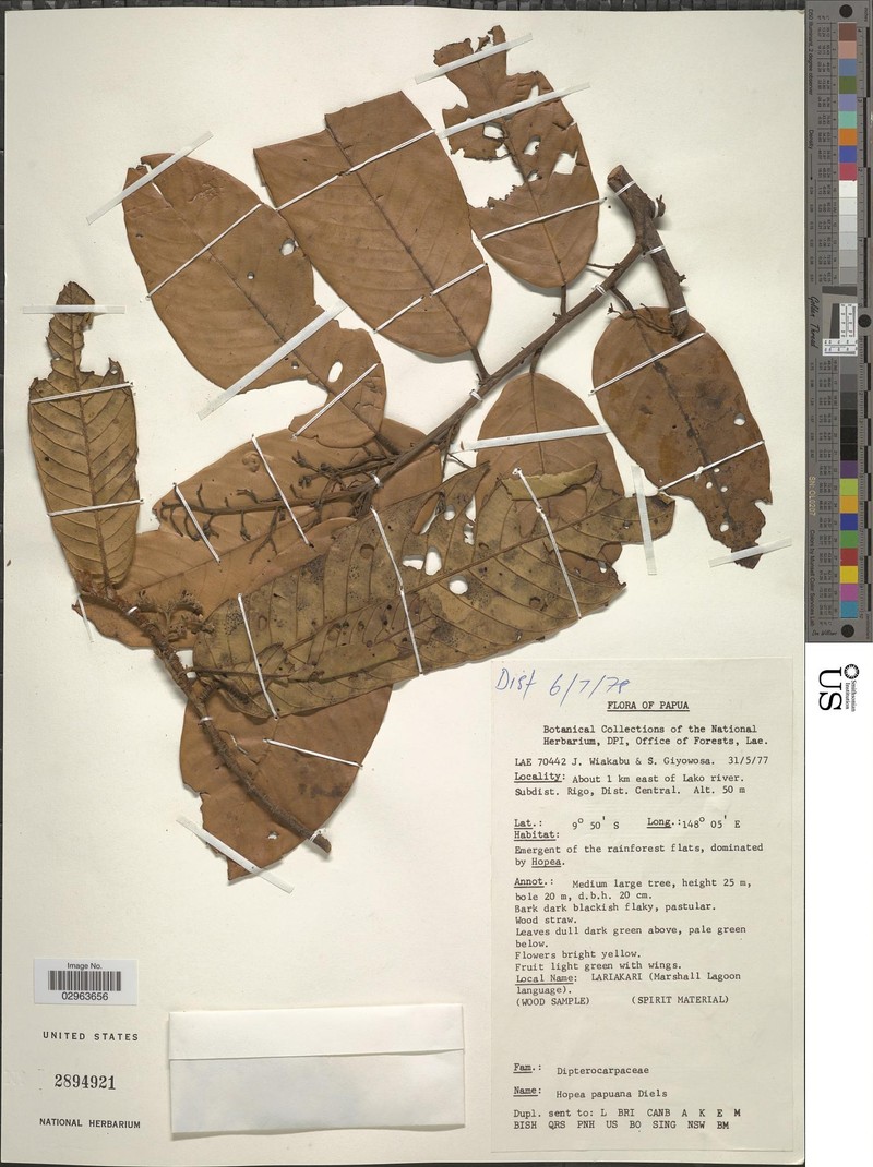 Hopea papuana photo 3