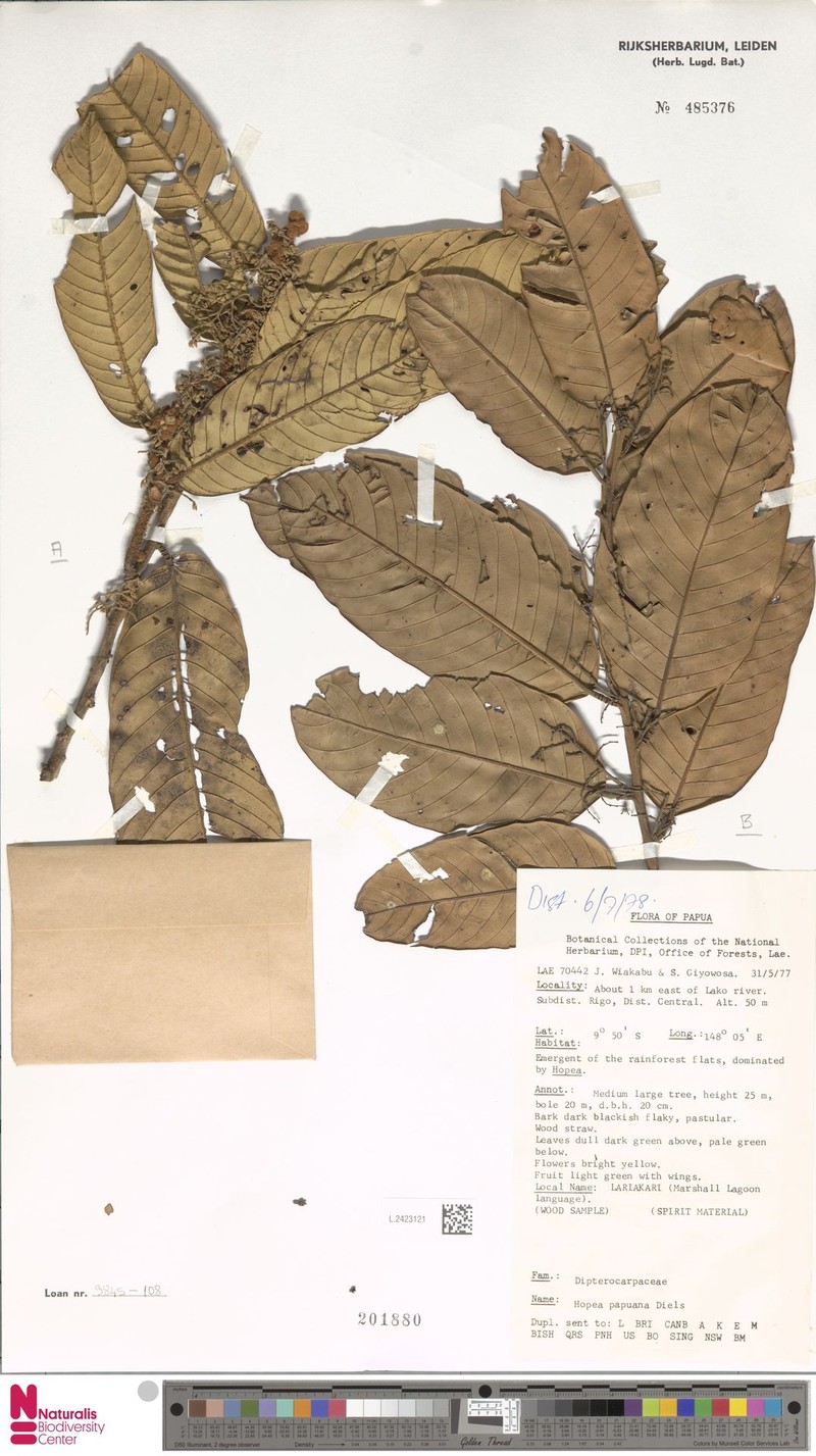 Hopea papuana photo 4