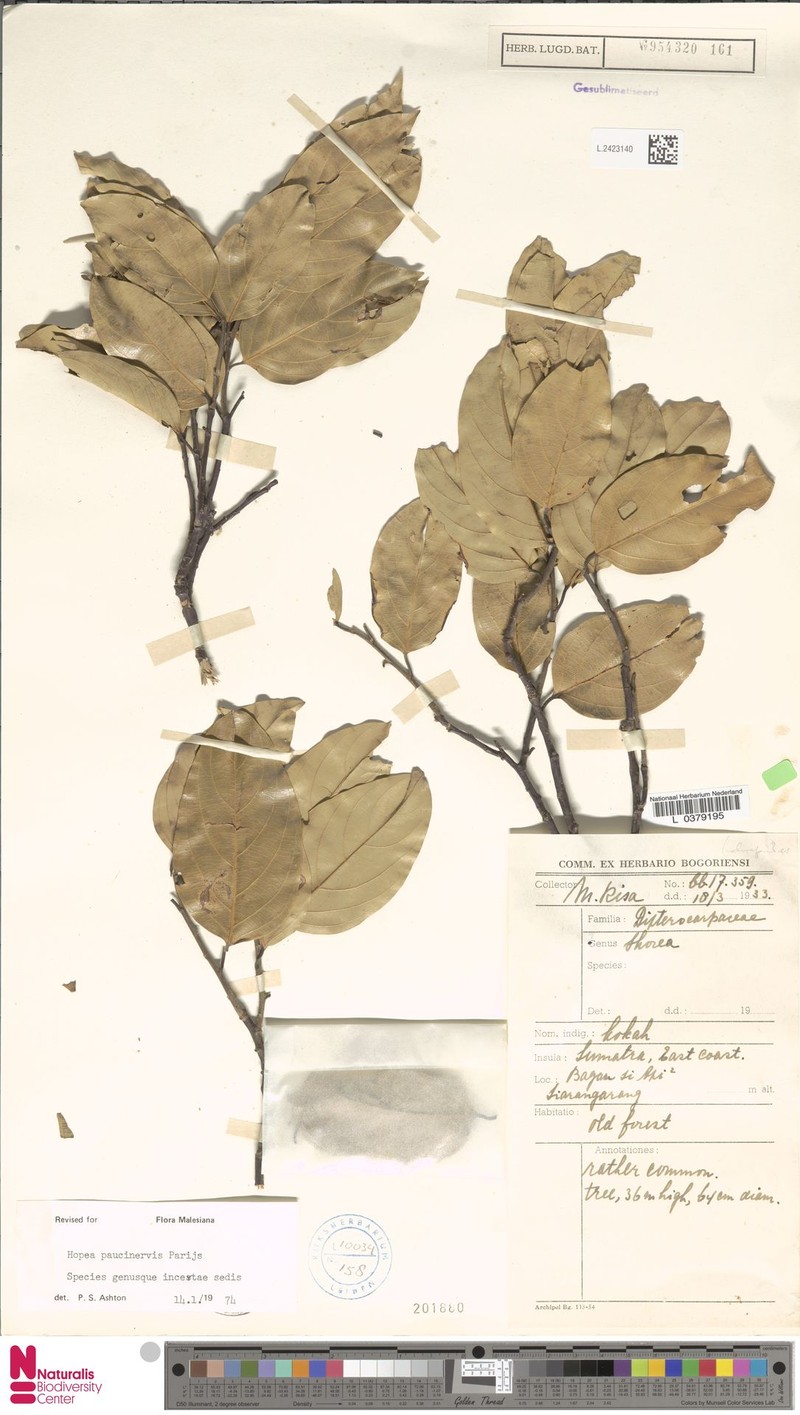 Hopea paucinervis