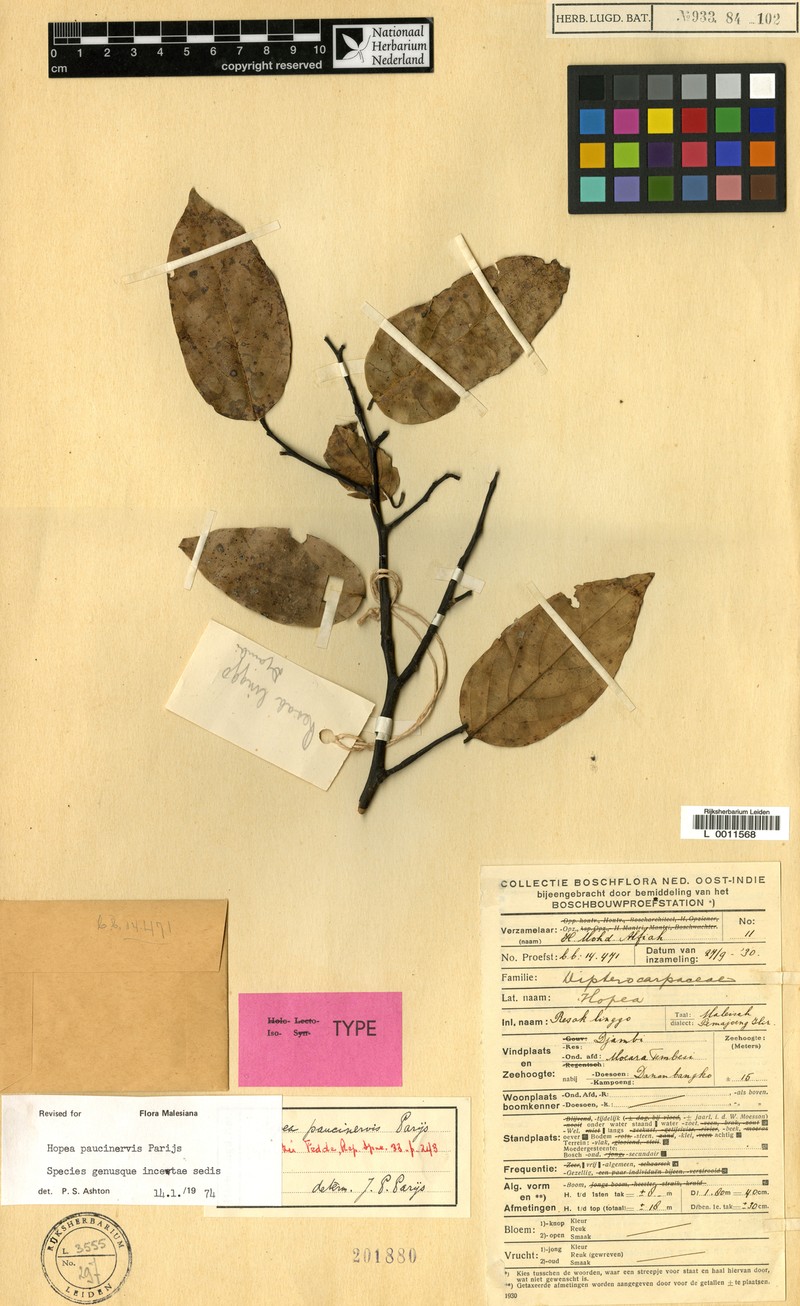 Hopea paucinervis photo 2