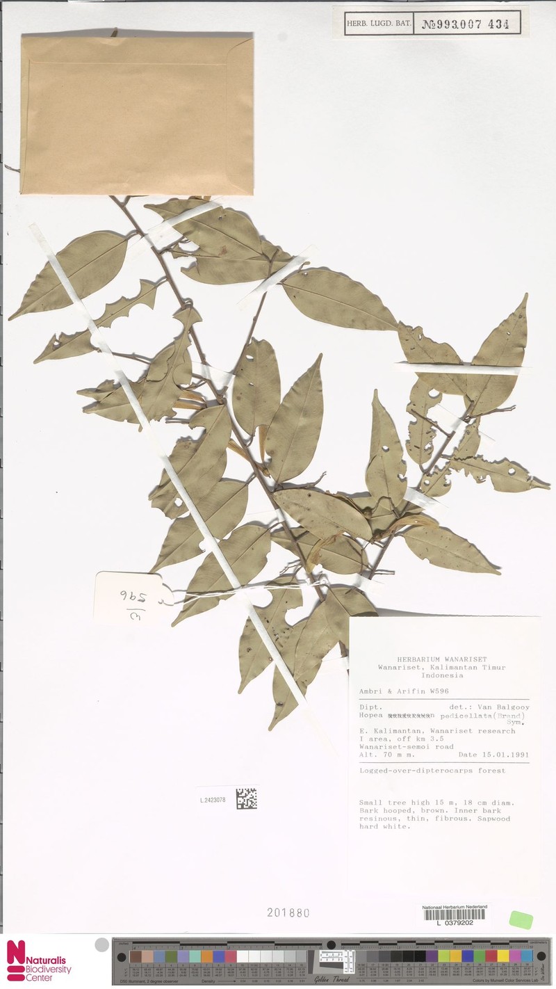 Hopea pedicellata photo 4