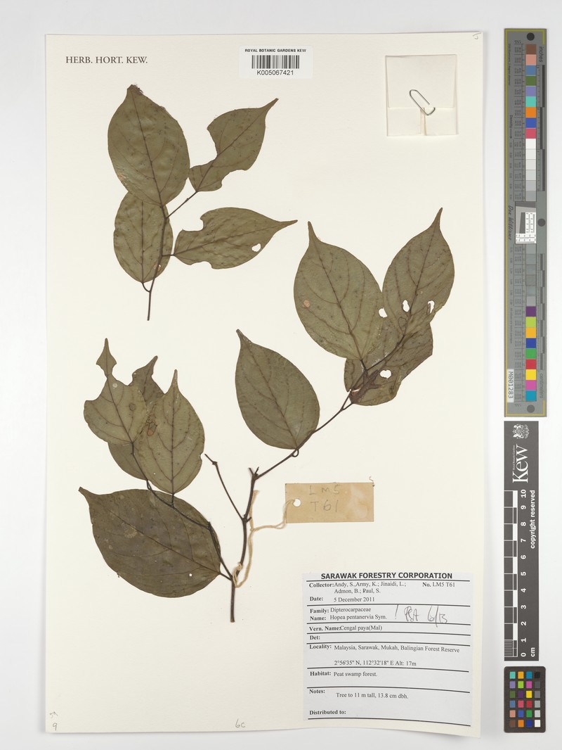 Hopea pentanervia