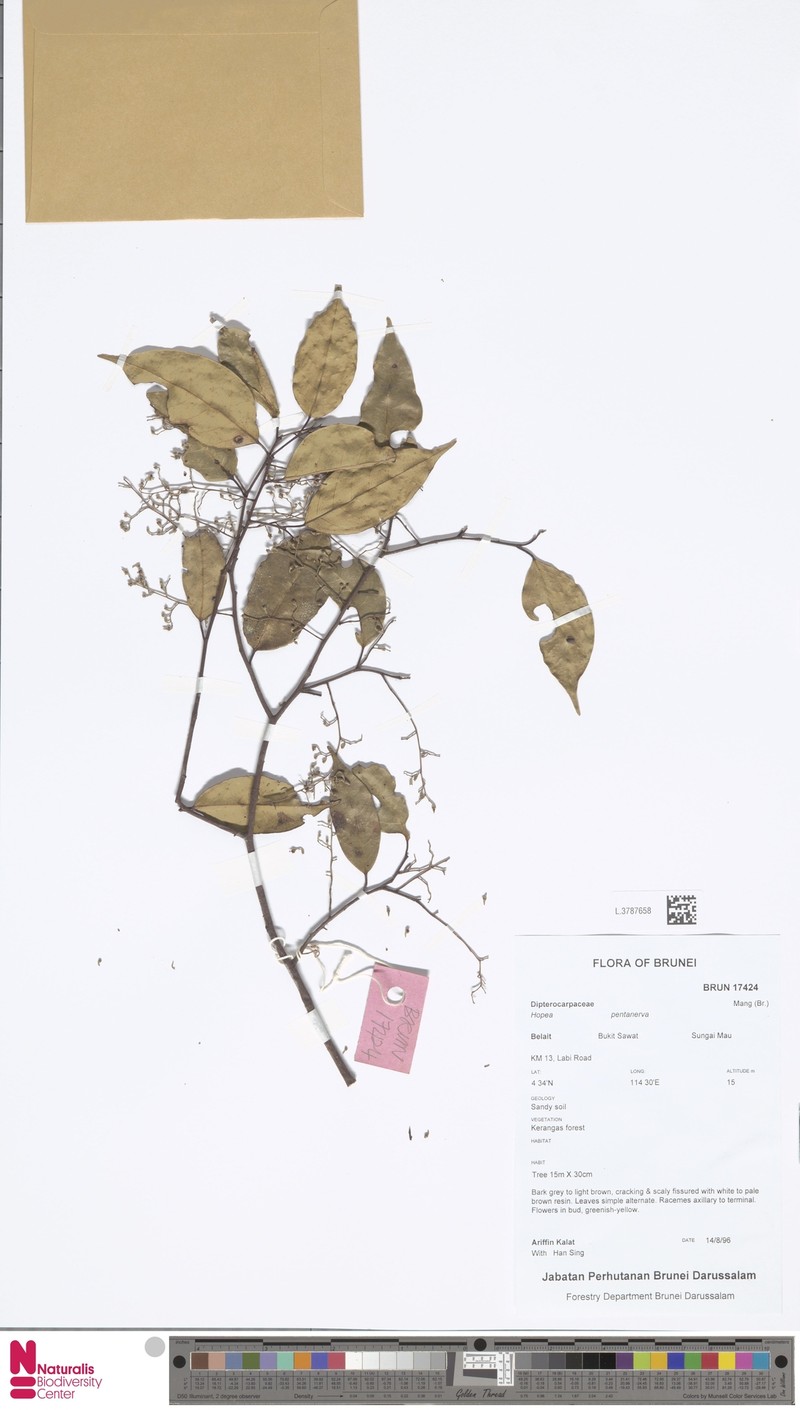 Hopea pentanervia photo 2