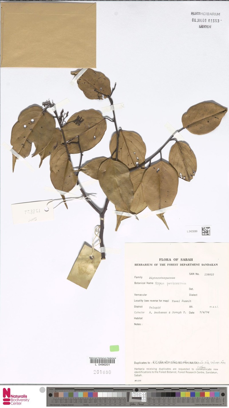 Hopea pentanervia photo 3