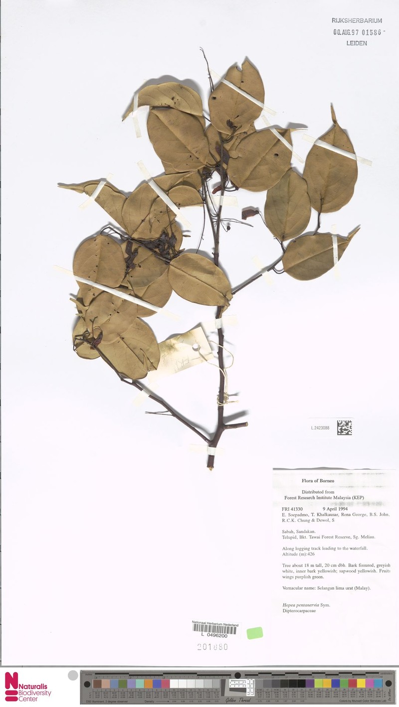 Hopea pentanervia photo 4