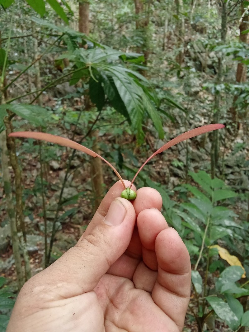 Hopea philippinensis photo 2