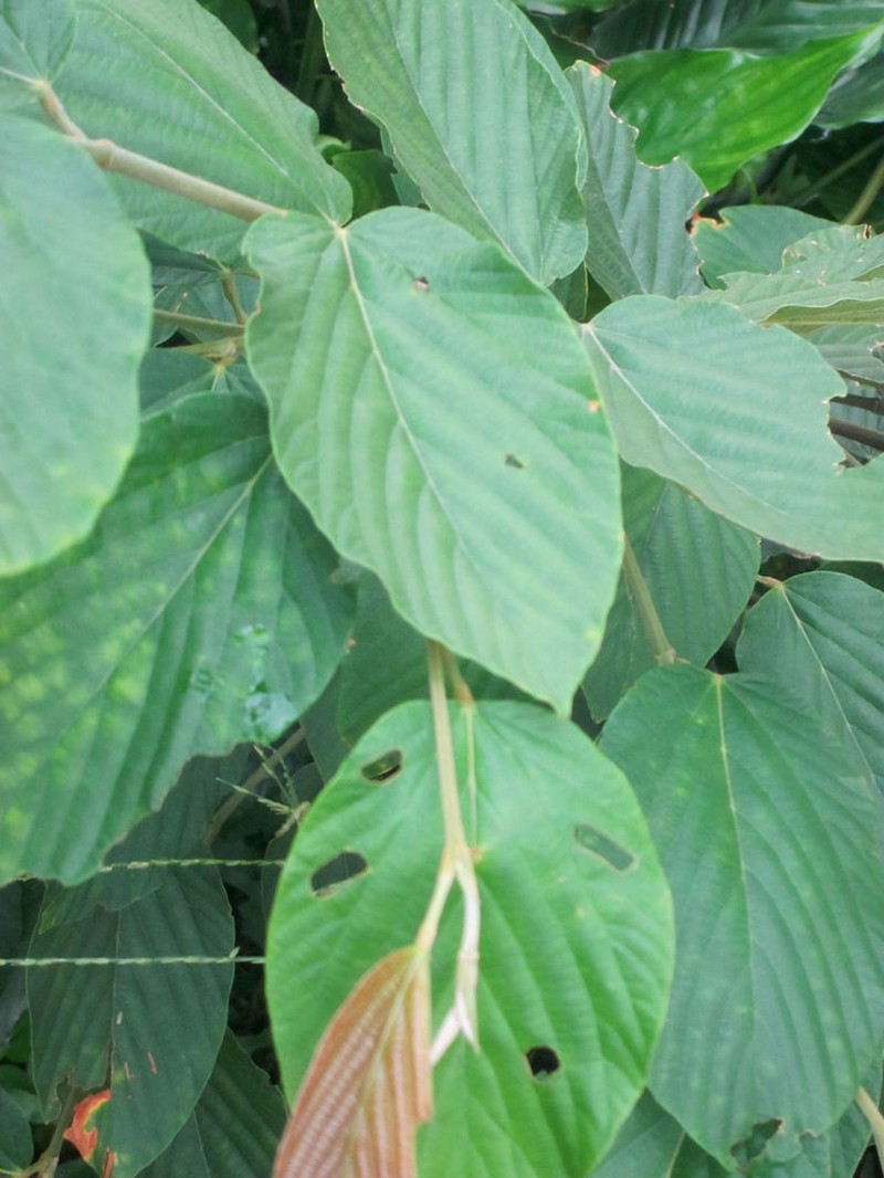 Hopea philippinensis photo 3