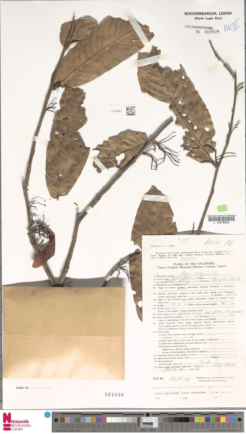 Hopea philippinensis photo 4