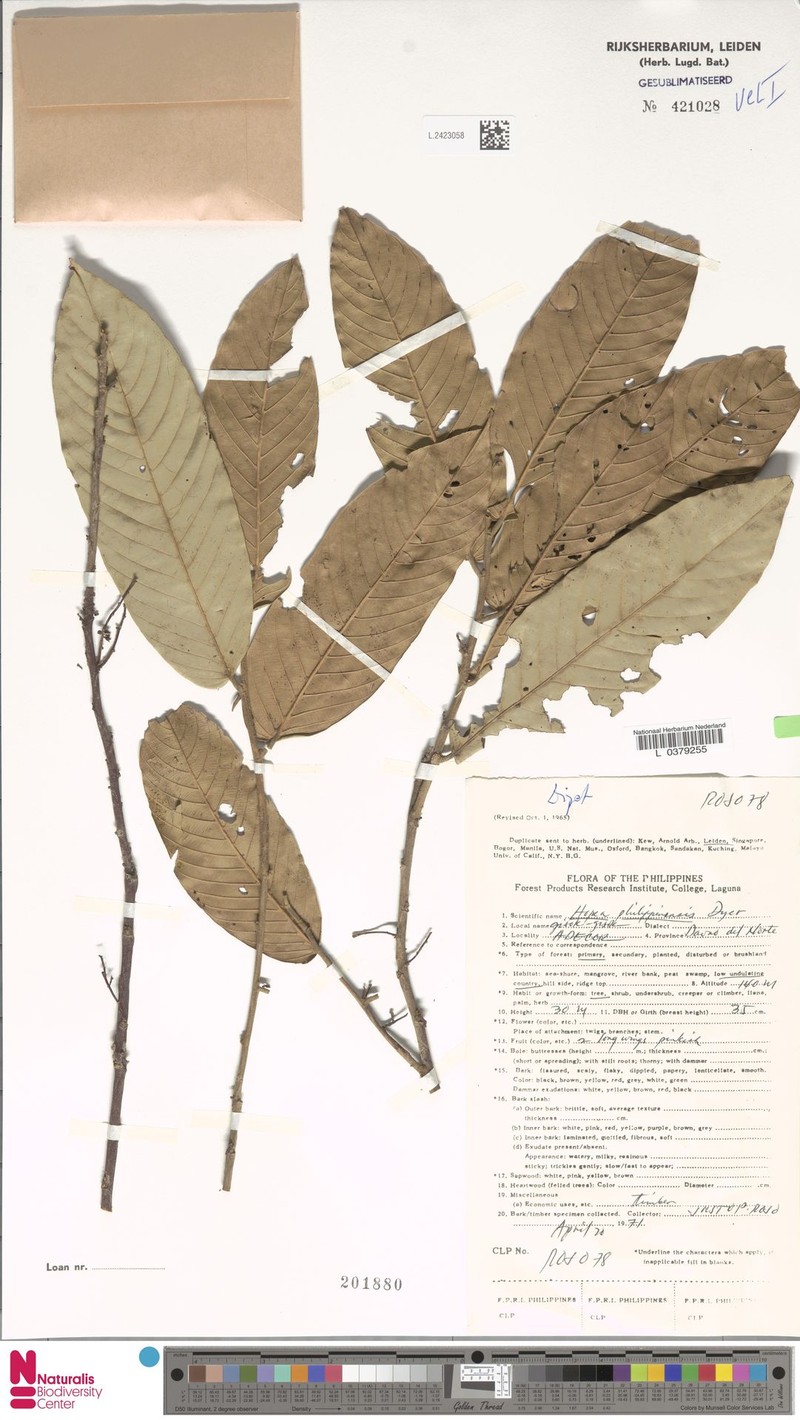 Hopea philippinensis photo 5