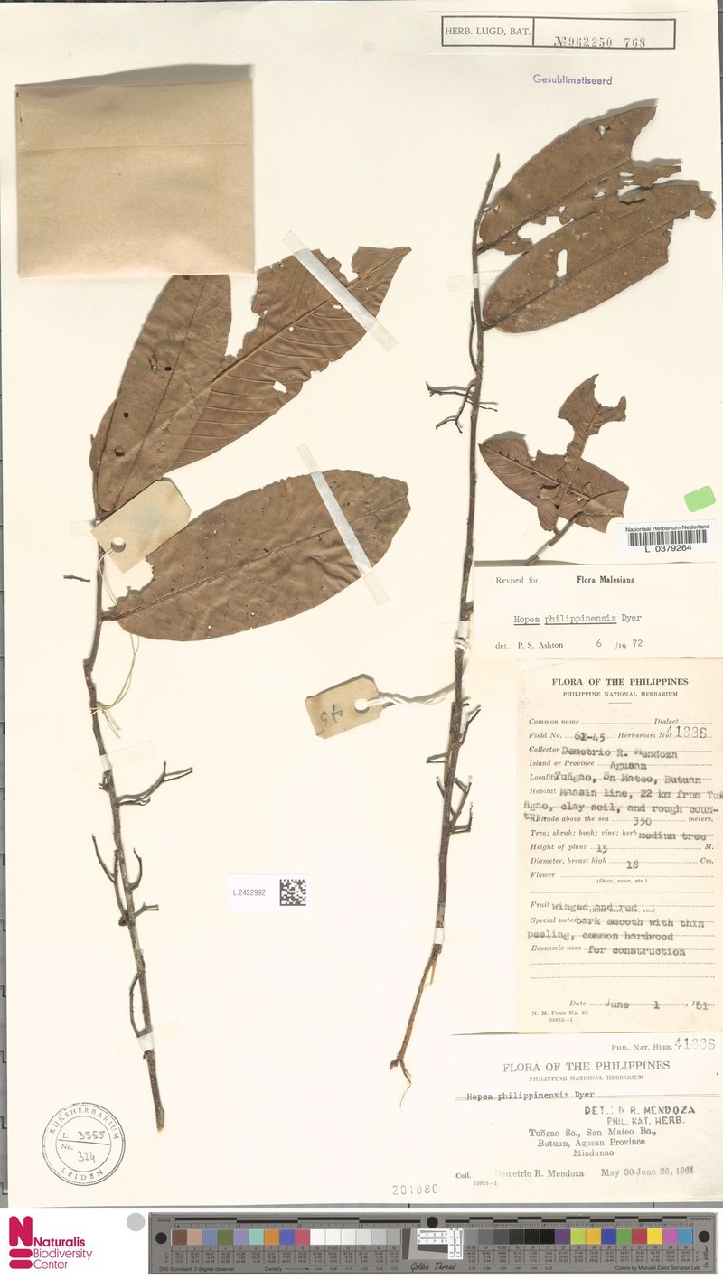 Hopea philippinensis photo 6