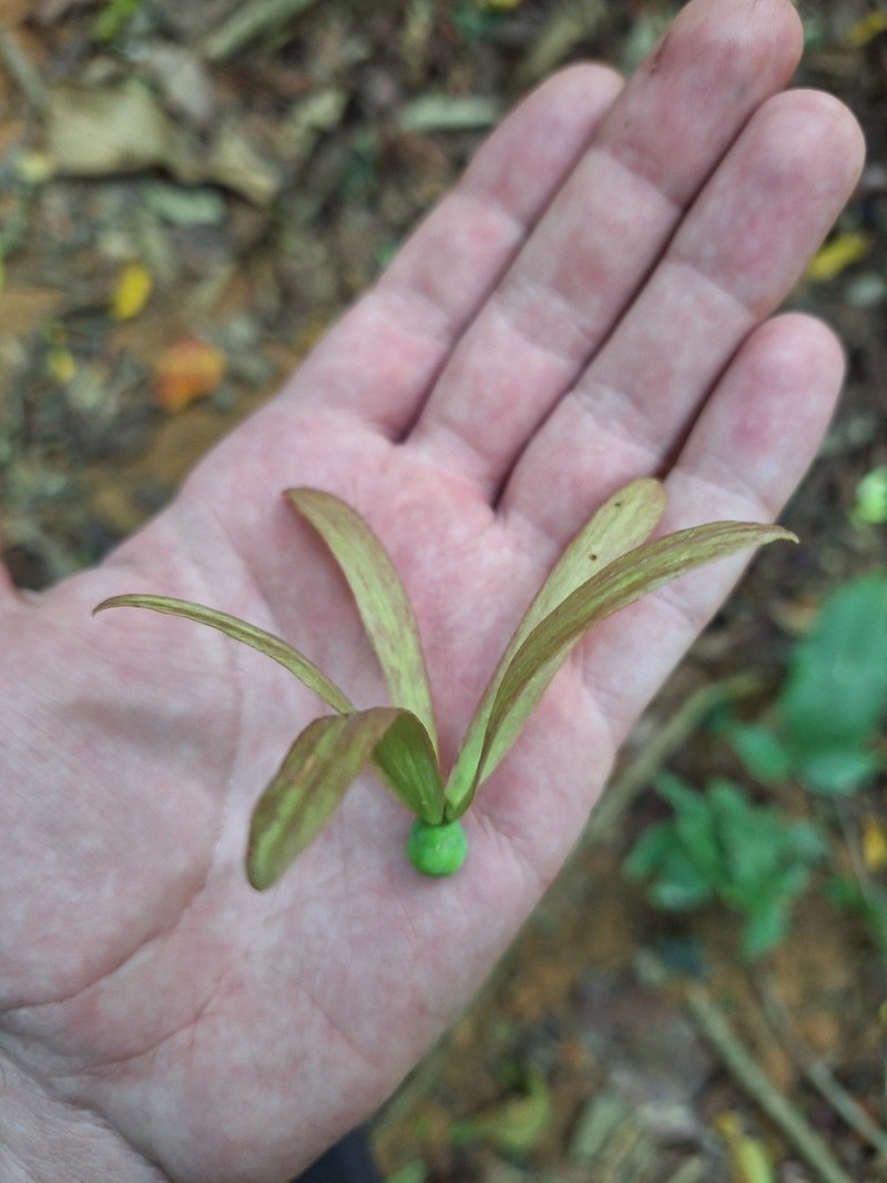 Hopea pierrei photo 3