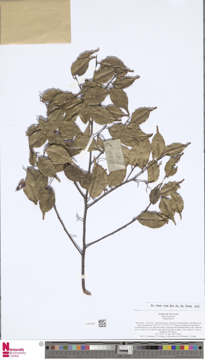 Hopea pierrei photo 5