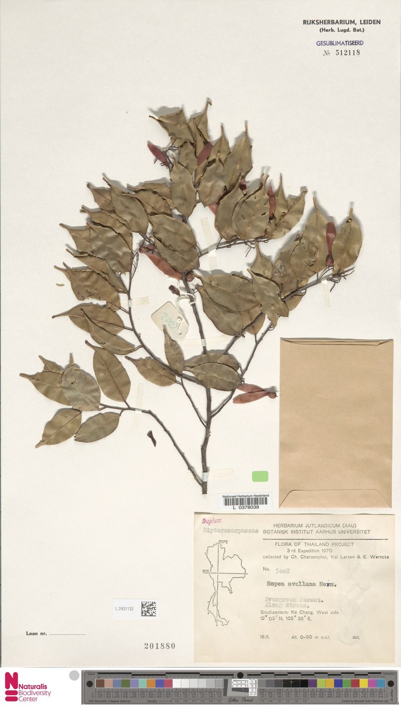 Hopea pierrei photo 6