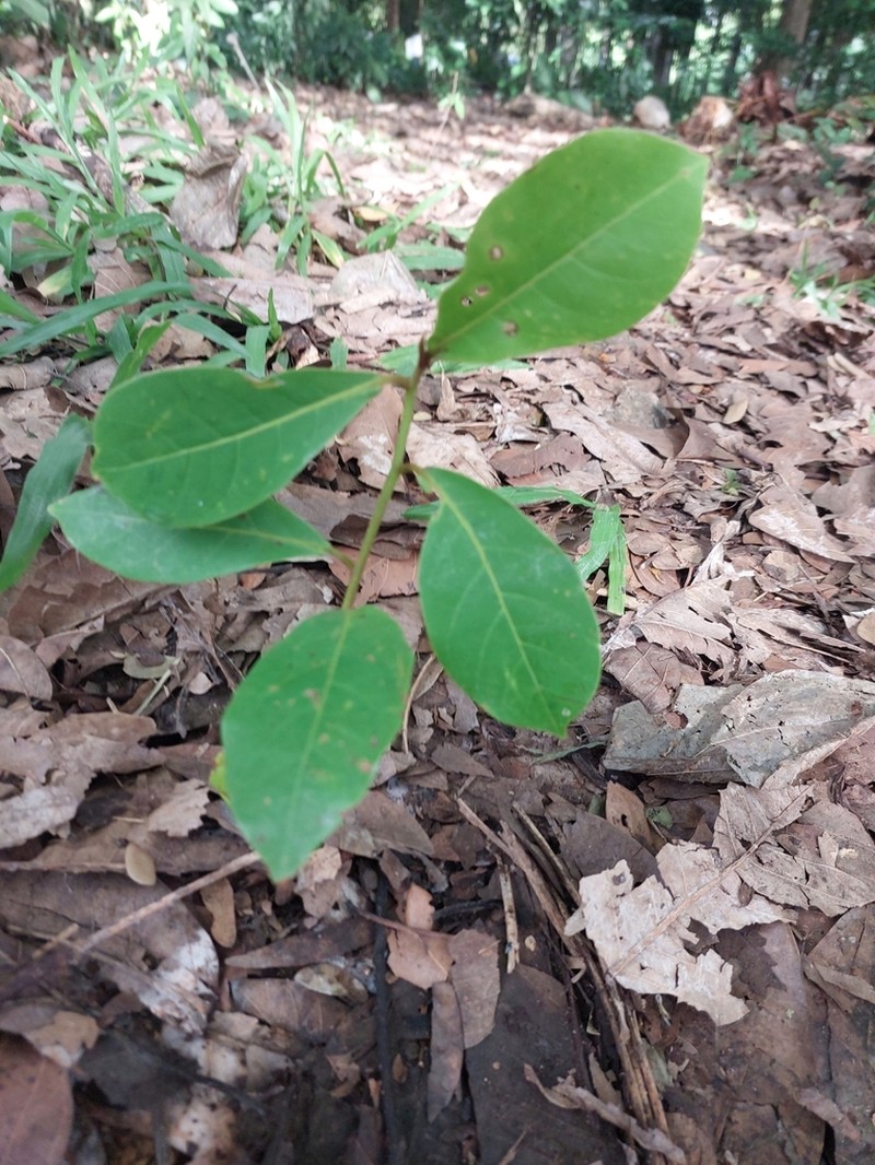 Hopea plagata