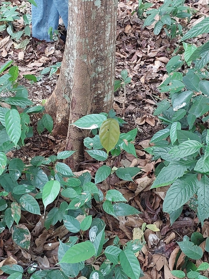 Hopea plagata photo 4