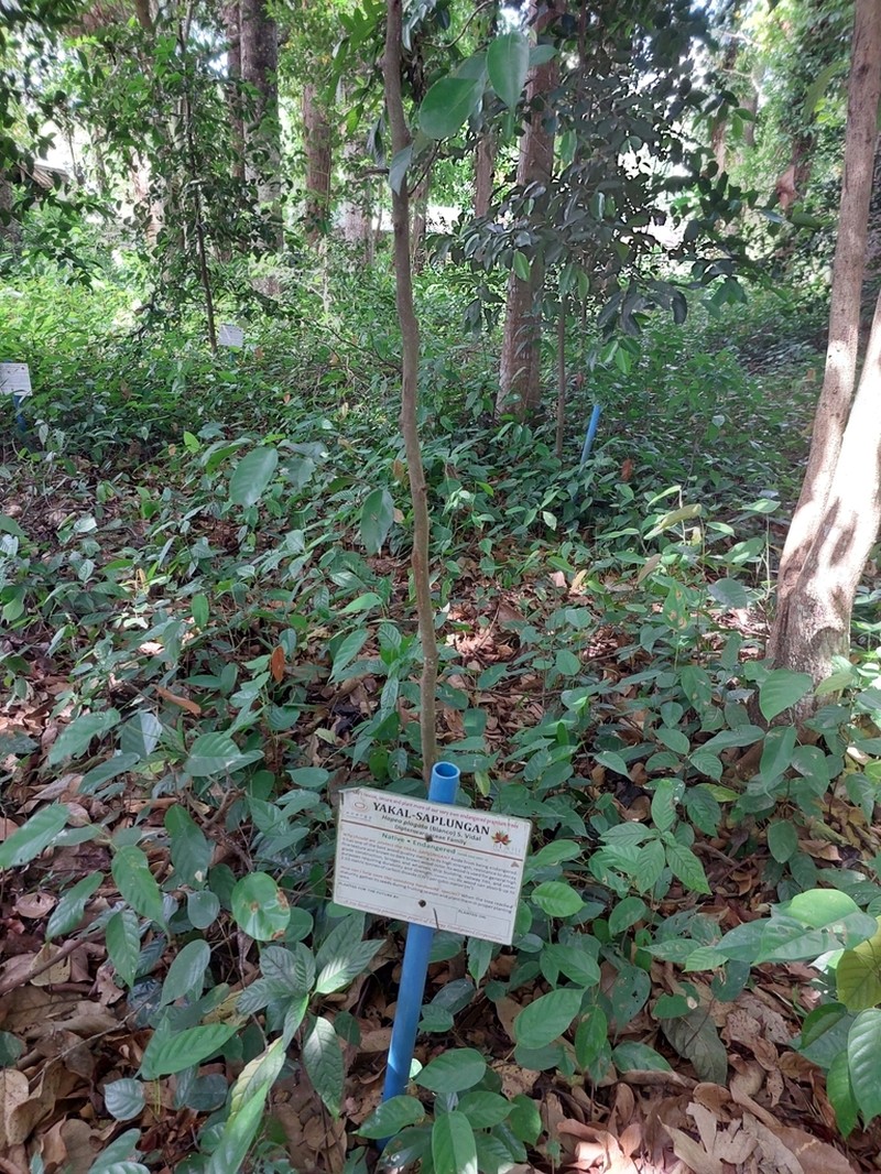 Hopea plagata photo 5