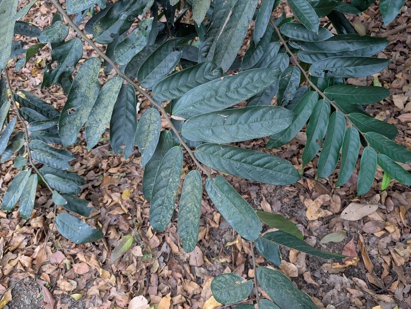 Hopea polyalthioides