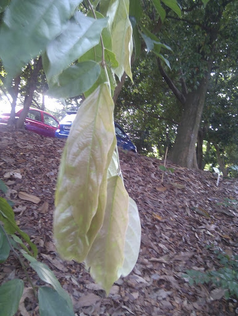 Hopea polyalthioides photo 2