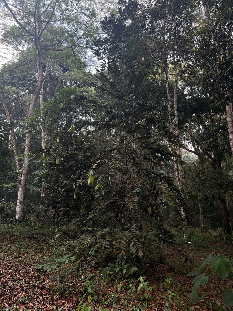 Hopea polyalthioides photo 3
