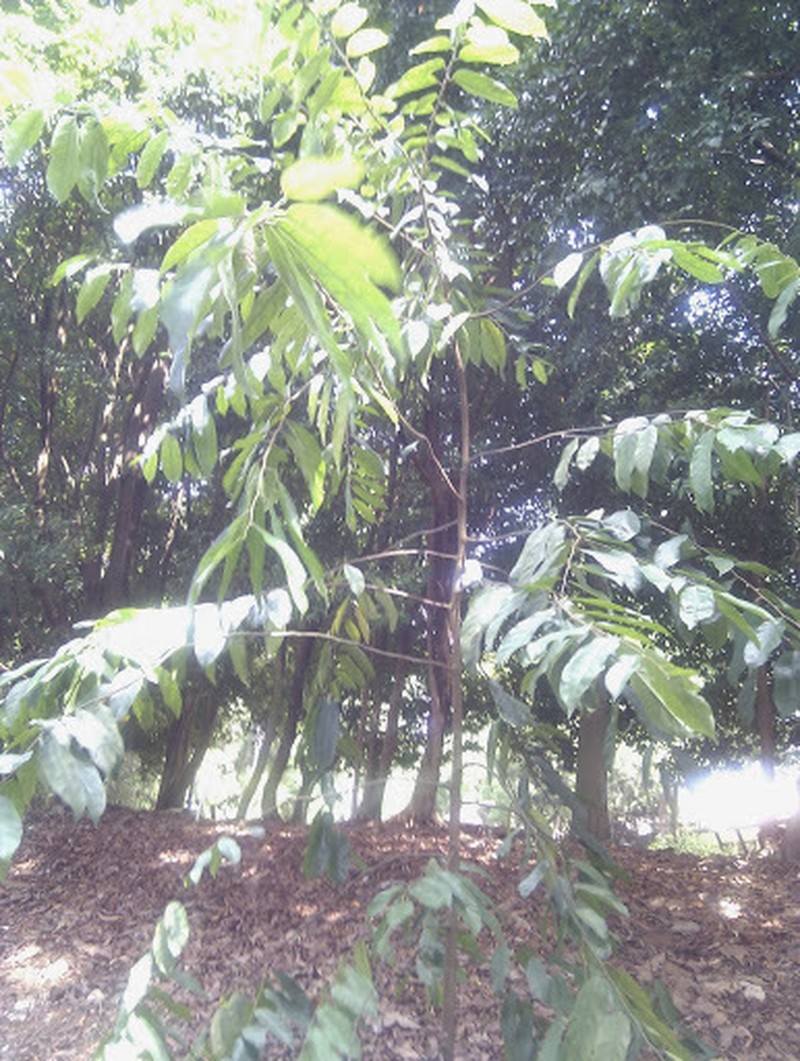 Hopea polyalthioides photo 4