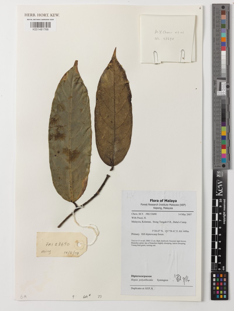 Hopea polyalthioides photo 6