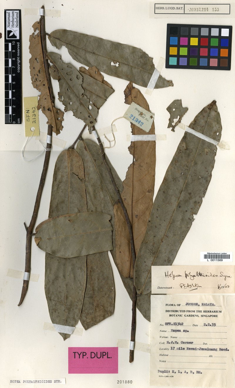 Hopea polyalthioides photo 7