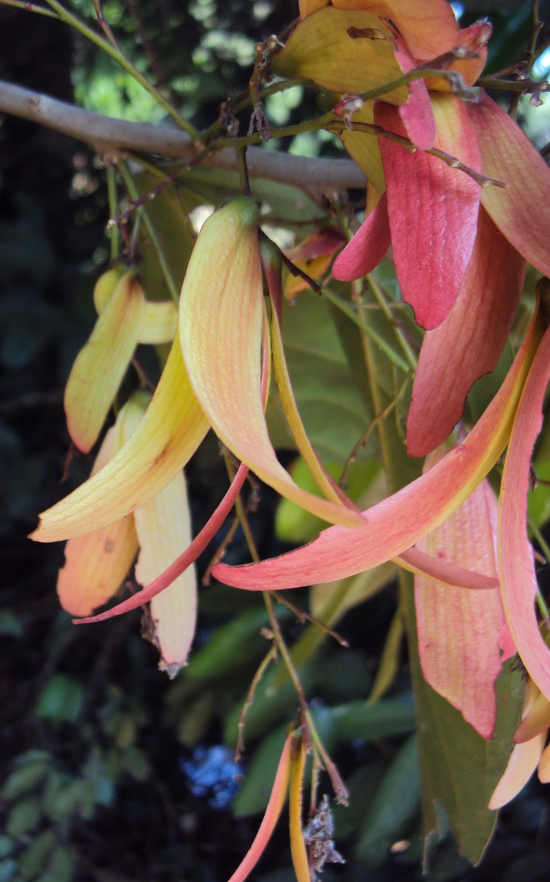 Hopea ponga photo 2