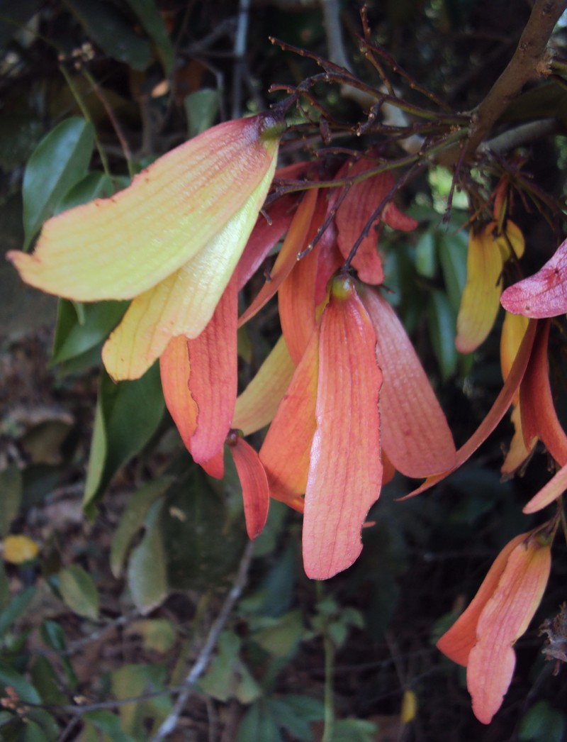 Hopea ponga photo 3